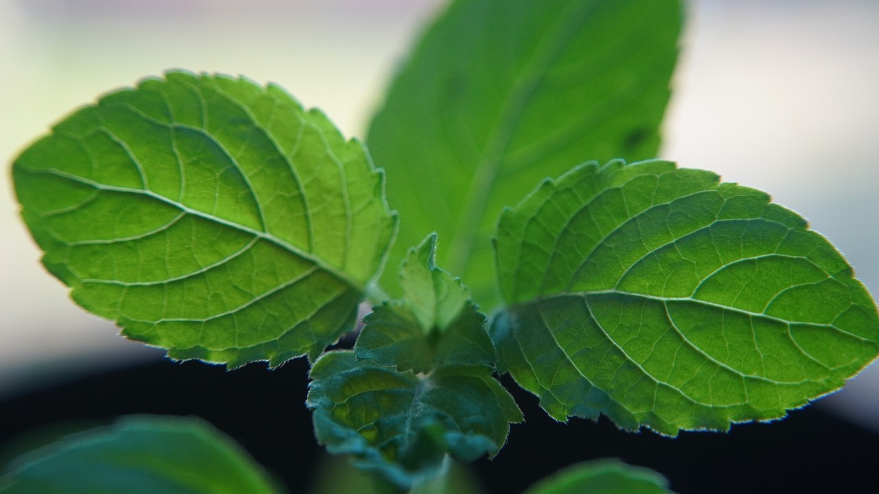 Holy Basil: Natural remedy for metabolic syndrome